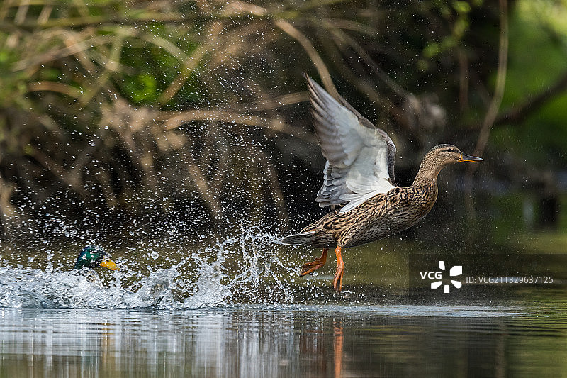 栖息在湖上的鸭子侧面图，克劳森，卢森堡图片素材