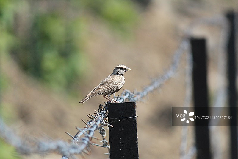 栖息在印度古吉拉特邦拉杰果德围栏上的麻雀特写图片素材