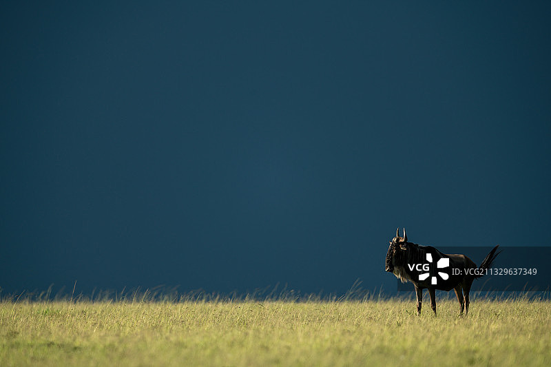 奶牛站在田野上的侧面照，纳罗克，马赛马拉，肯尼亚图片素材