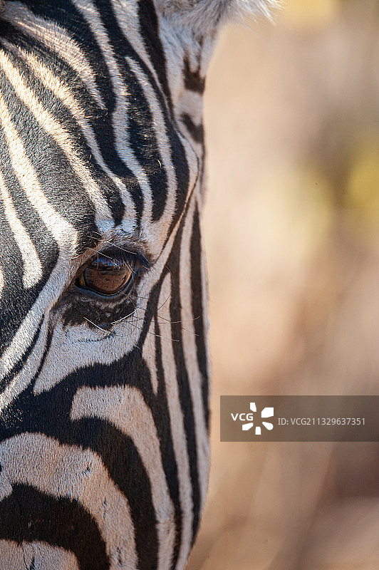 克鲁格国家公园斑马特写，南非图片素材