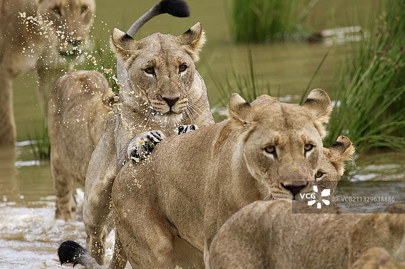 南非幼狮图片素材