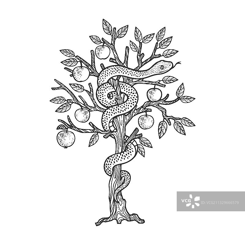 苹果树上的蛇素描图片素材