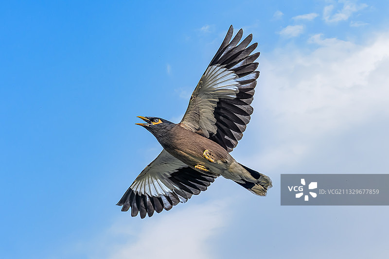 印度鸣禽飞翔仰视角度图片素材