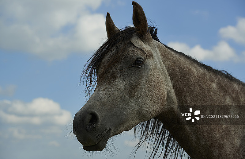 仰视视角：波兰，马站在多云的天空下图片素材