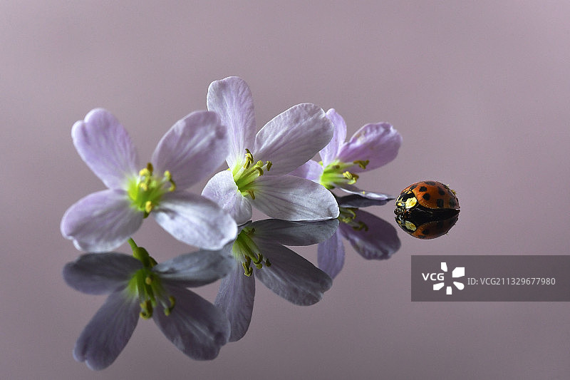 斯洛文尼亚采列鲜花上的瓢虫特写图片素材