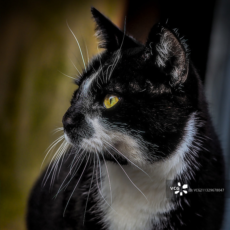 法国黑猫特写图片素材