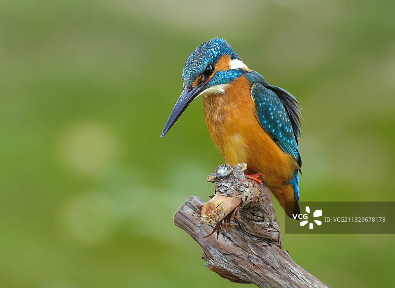 翠鸟栖息在树枝上的特写图片素材