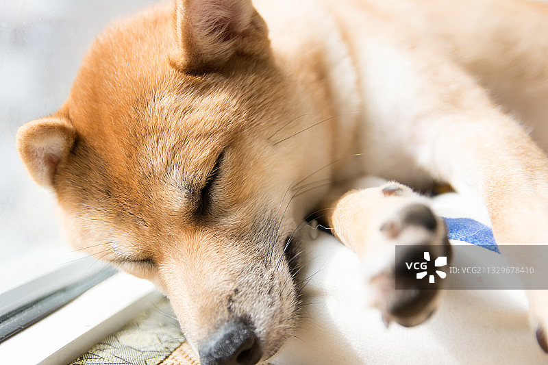 柴犬酣睡特写，中国市北区图片素材
