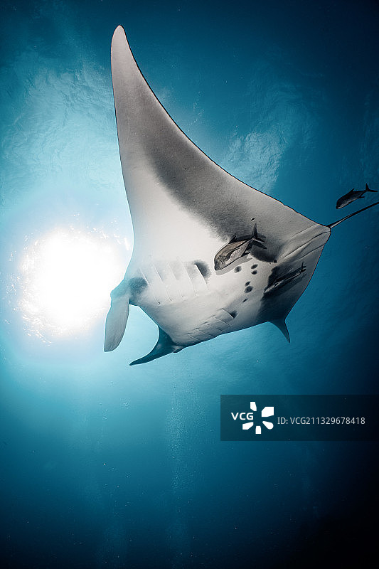 蝠鲼在海中畅游（墨西哥科利马州雷维利亚希赫多群岛）图片素材