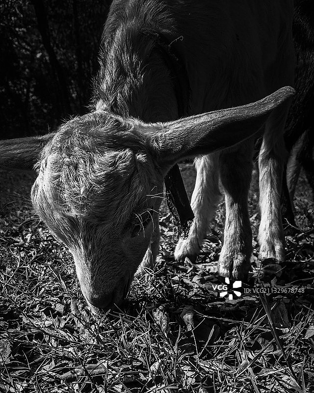奶牛在田野里吃草的特写图片素材
