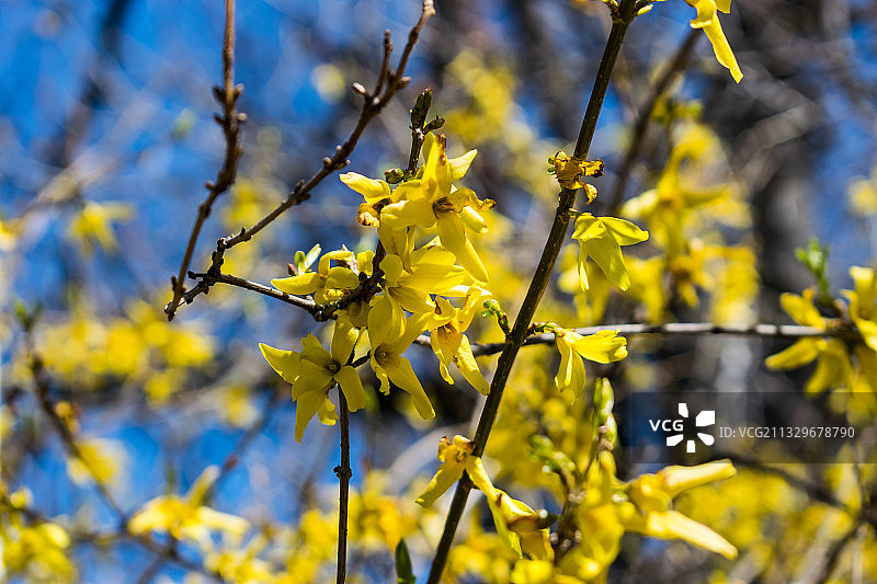 黄色开花植物特写图片素材