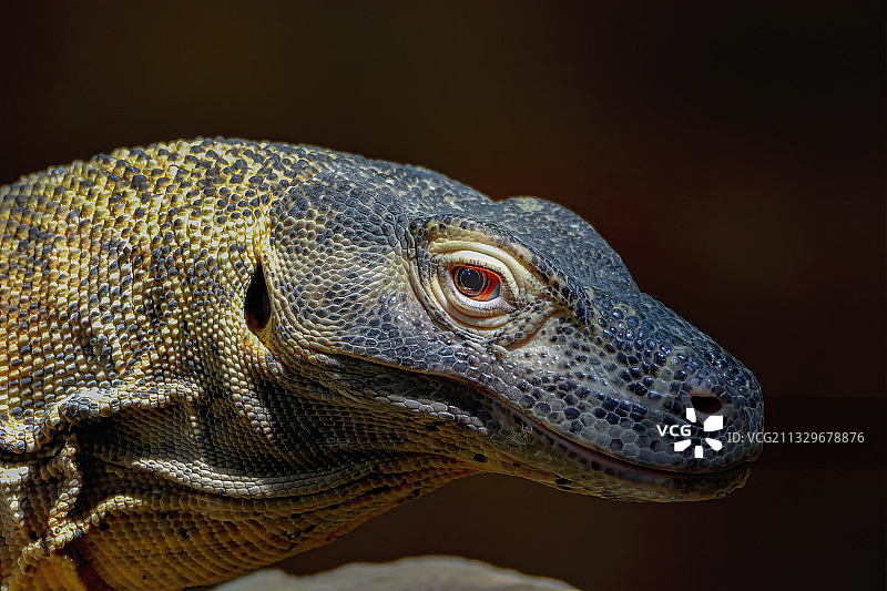 科莫多巨蜥特写图片素材