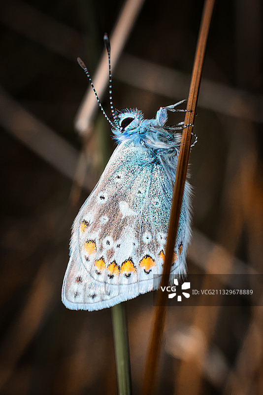植物上的蝴蝶特写图片素材