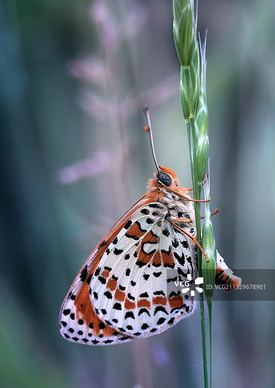 栖息在植物上的蝴蝶特写图片素材