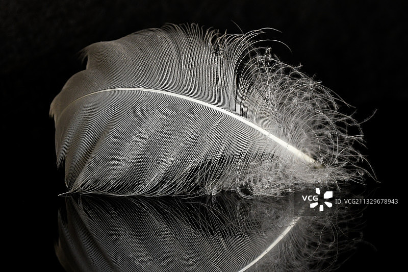 黑色背景上的羽毛特写图片素材