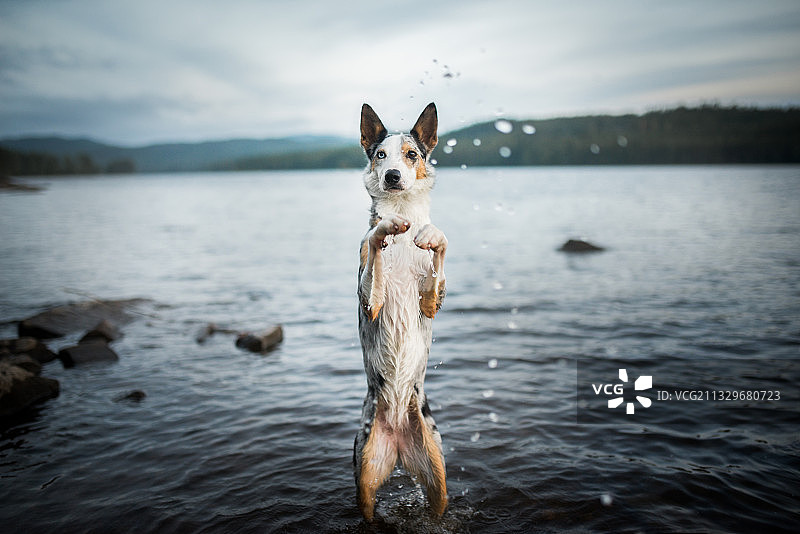 在挪威哈卡达尔玩水的边境牧羊犬图片素材