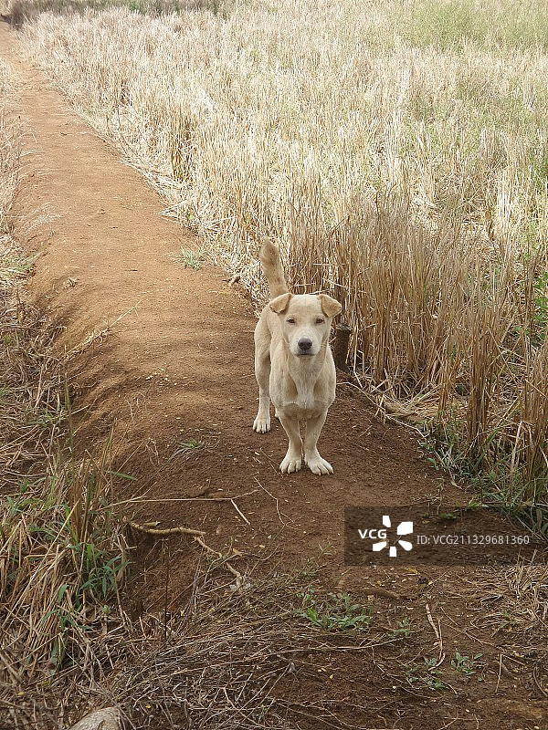 俯视角度拍摄的草地上的狗图片素材