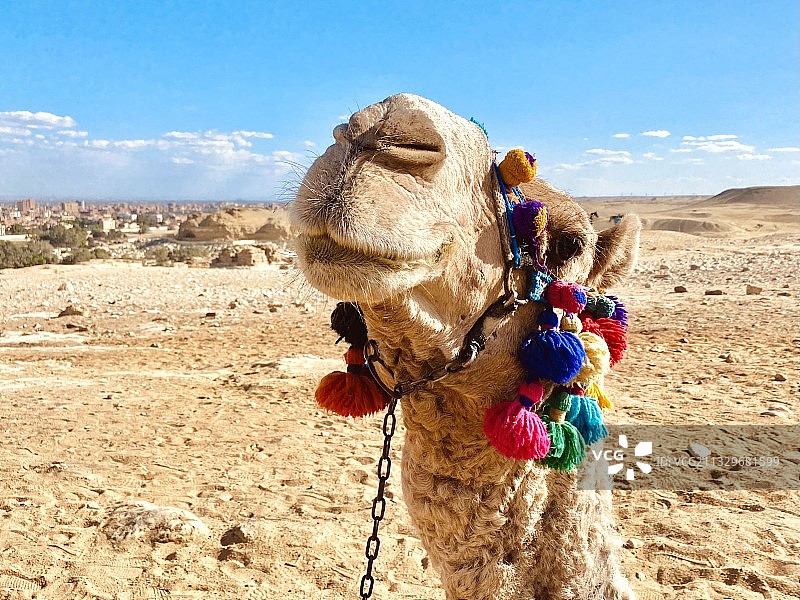 埃及吉萨省吉萨沙漠单峰骆驼特写图片素材