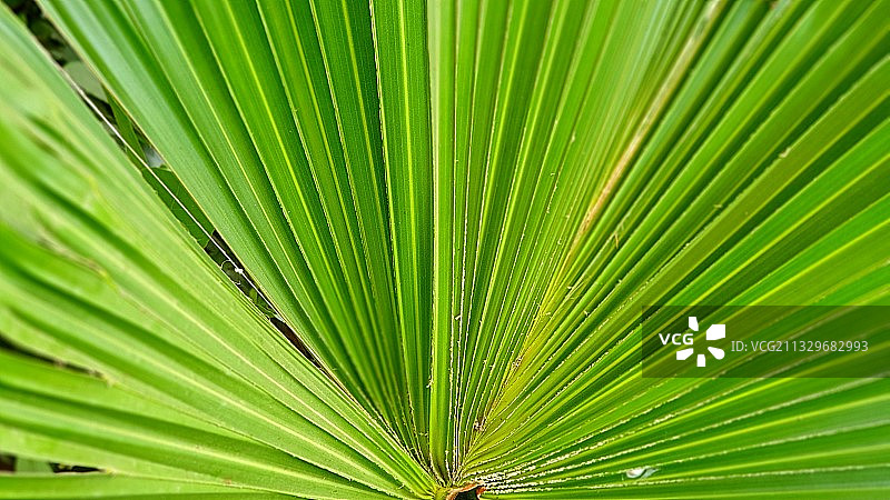 棕榈树全画幅拍摄图片素材