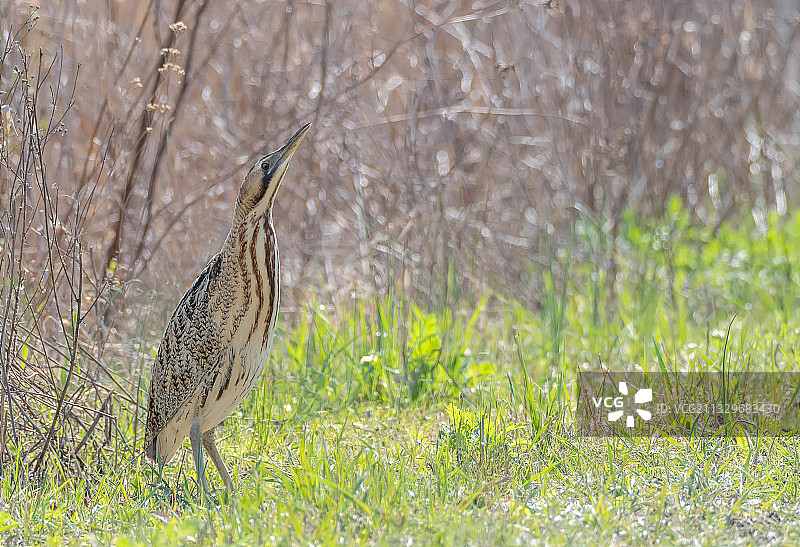 鸟类栖息在草地上的特写图片素材