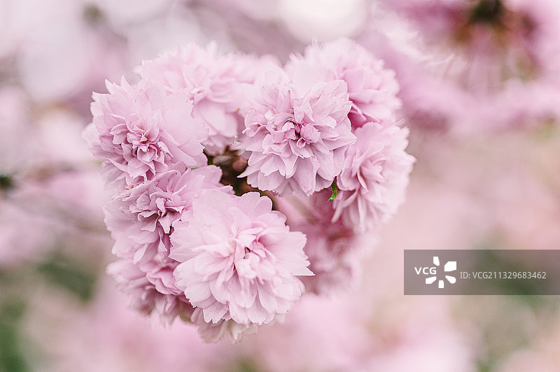 德国埃森的粉色樱花特写图片素材