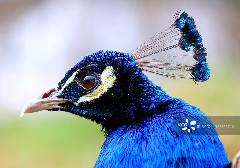 特写的孔雀图片素材