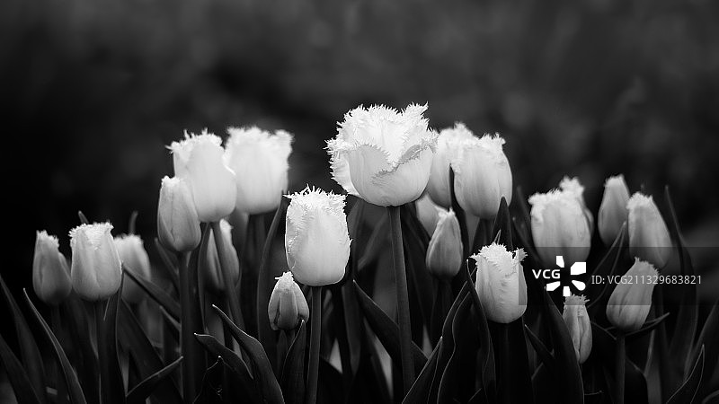 英国田野上的白色开花植物特写图片素材