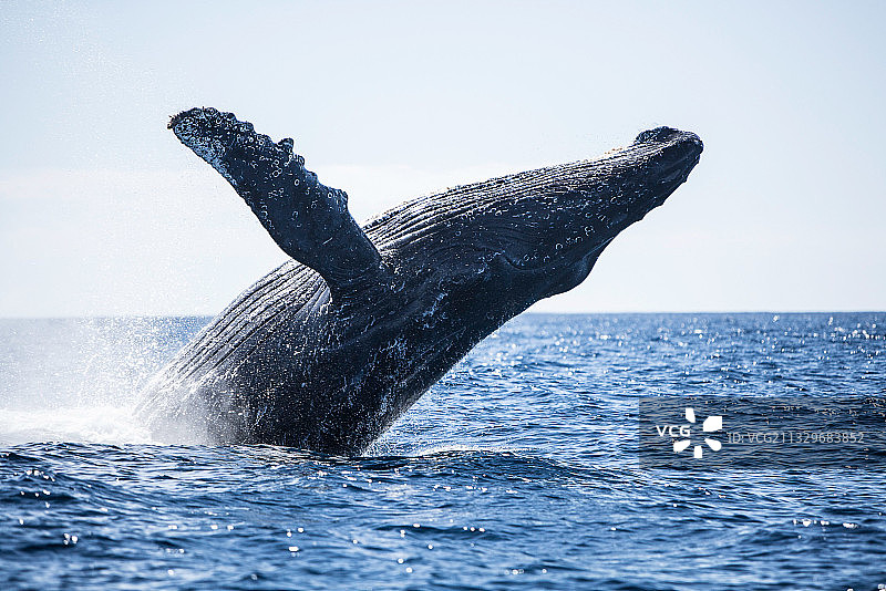 墨西哥南下加利福尼亚州圣卢卡斯海中海豚特写图片素材