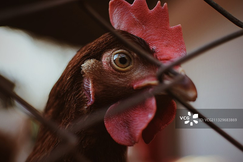 鸡的特写图片素材