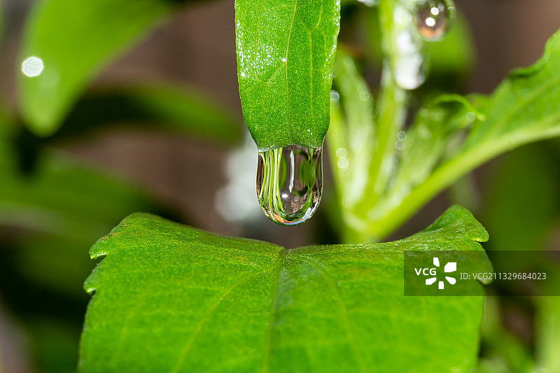 绿叶上的雨滴特写图片素材