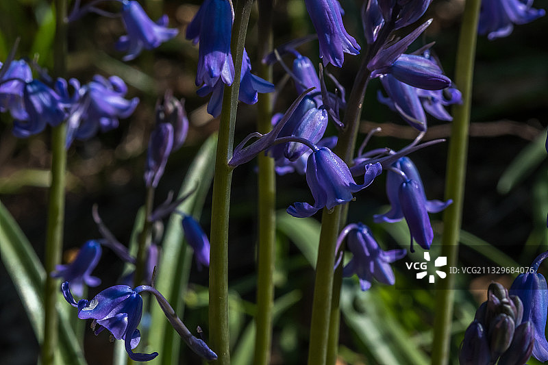 紫色开花植物特写，英国赫斯基斯公园图片素材