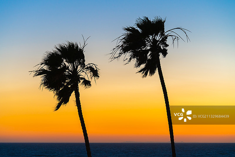日落时分美国加利福尼亚州海边棕榈树剪影图片素材