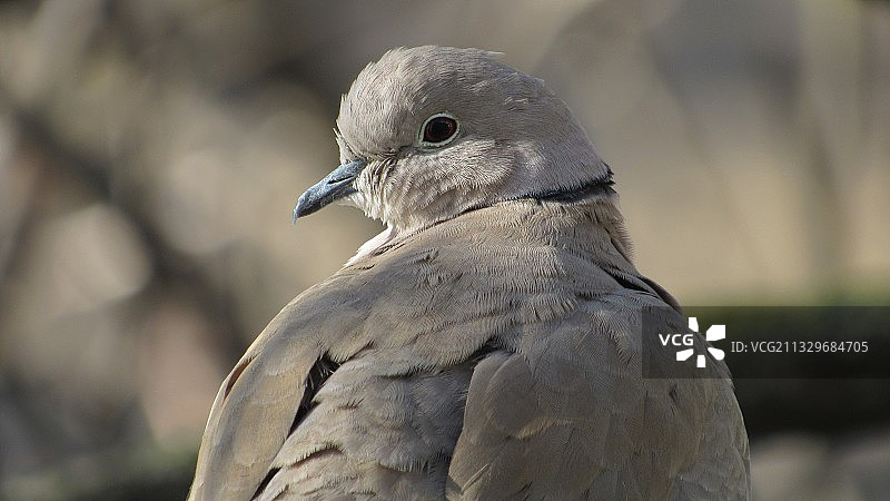 哀鸽特写图片素材