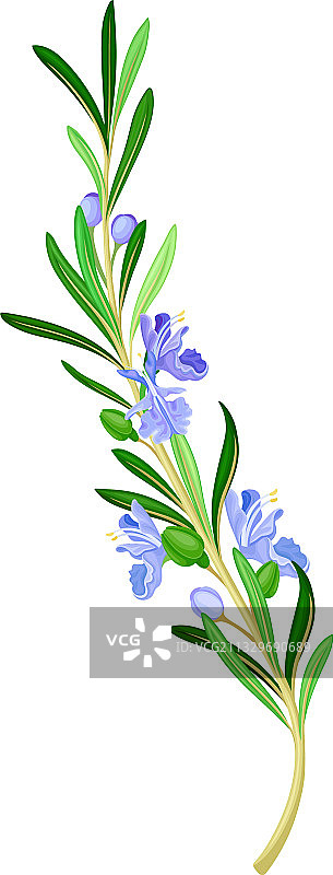 盛开的迷迭香树枝与常绿针叶图片素材