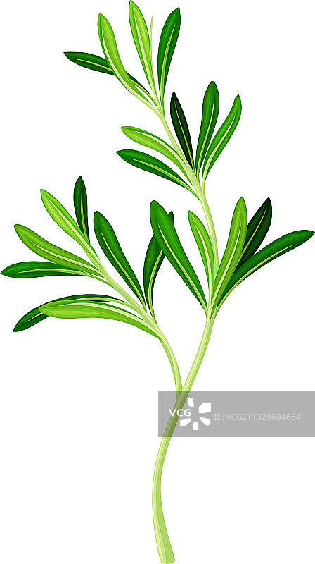 绿色迷迭香枝条，多年生草本植物图片素材