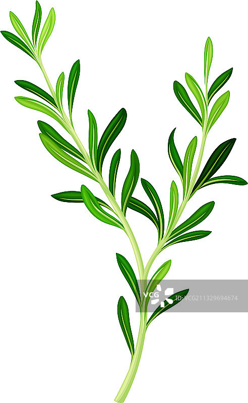 绿色迷迭香枝条，多年生草本植物图片素材