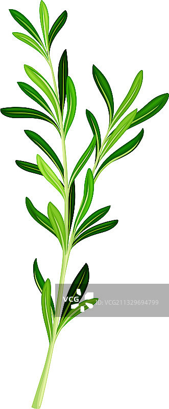 带有迷迭香的香枝图片素材