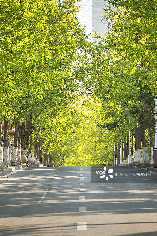 清晨的林荫道图片素材
