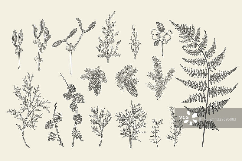 圣诞节植物装饰套装图片素材