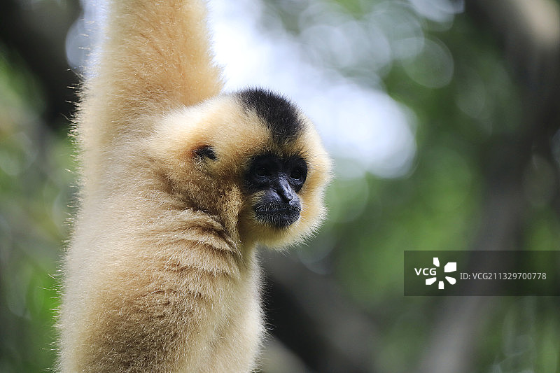 长臂猿图片素材