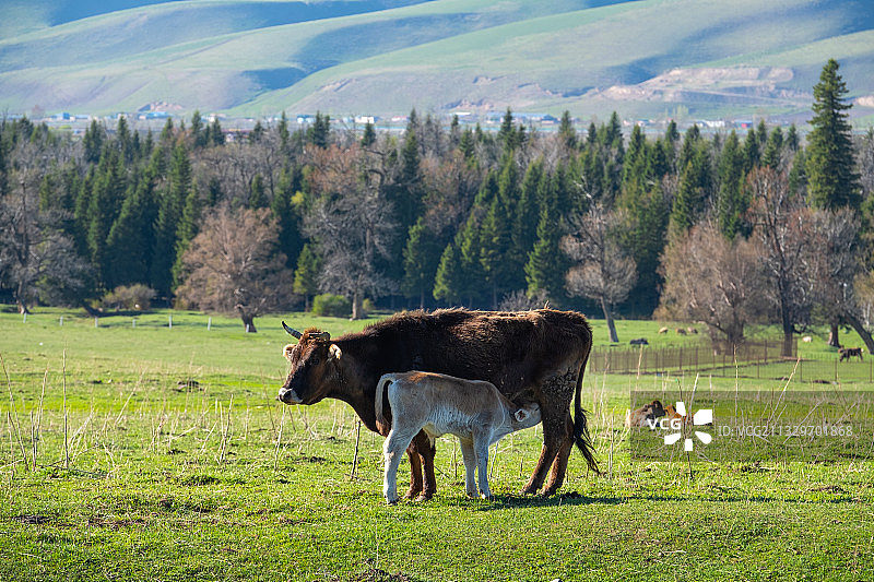母子相呼烟草绿，舐犊情深，哺乳图片素材