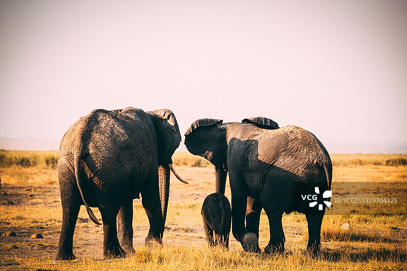 伐木累图片素材