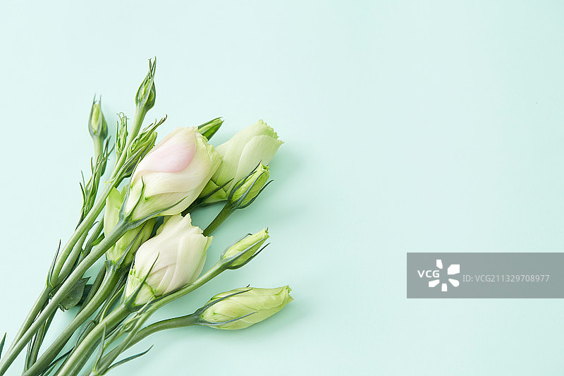 鲜花背景图片素材