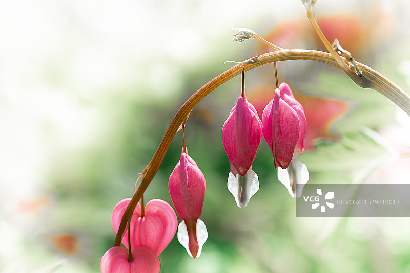 荷包牡丹图片素材