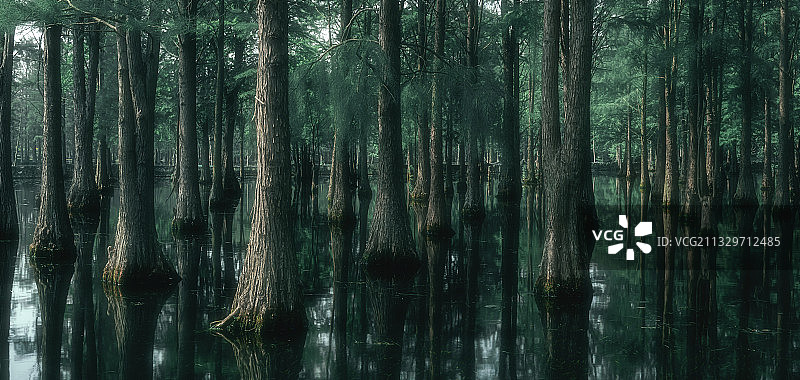 墨绿水杉图片素材