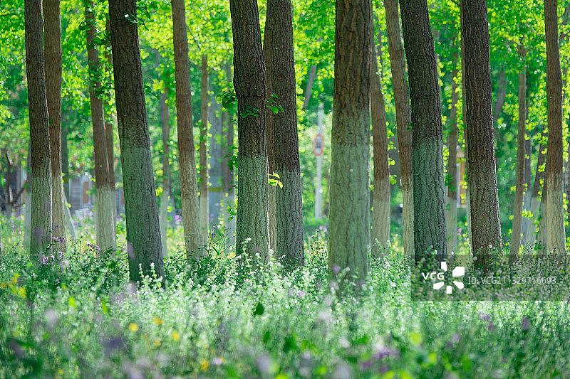 津北森林公园图片素材