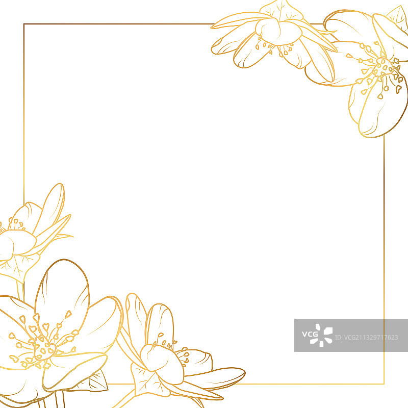 盛开的樱花正方形卡片图片素材