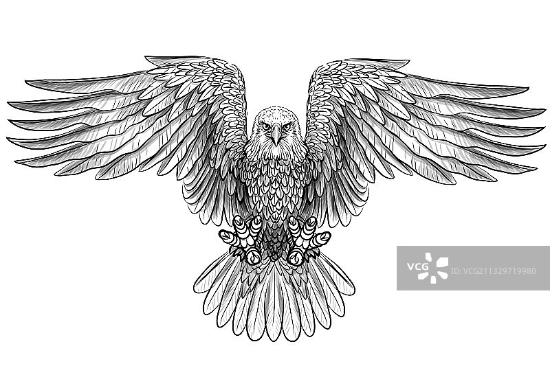 飞翔的秃鹰图片素材