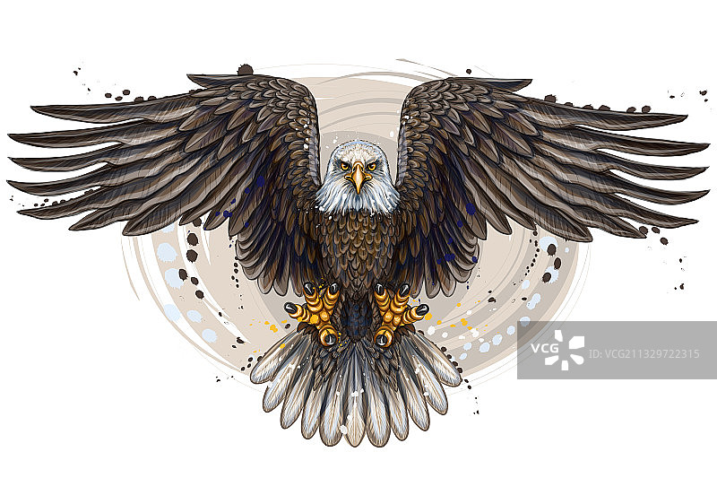 飞翔的秃鹰图片素材