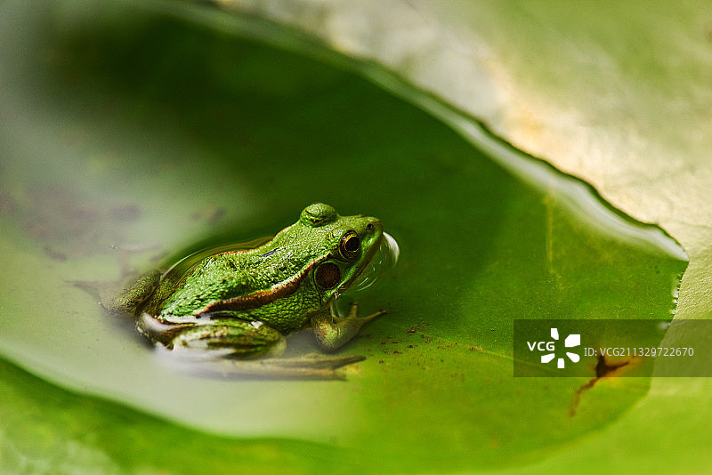 睡莲叶里的金线蛙图片素材